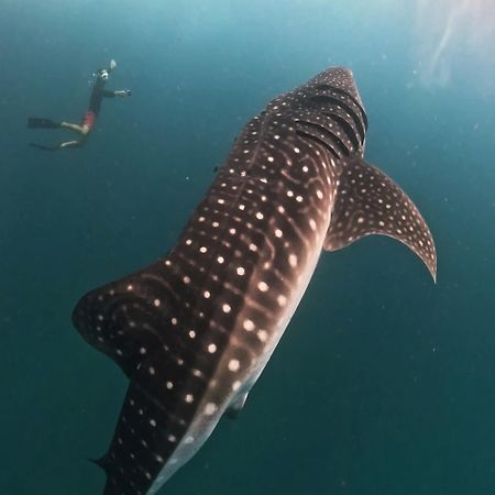 Отель Dhigurah Dhonveli Boutique Экстерьер фото